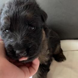 "Orange girl" German Shepherd Puppies from R.J German Shepherds