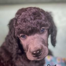 Surf - Silver male Poodle puppy in Greenville, North Carolina from Grace Poodles