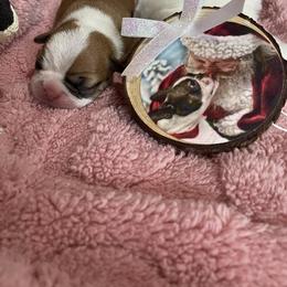 Miracle - Brindle and white female Boston Terrier puppy in Johnstown, Colorado from R&M Bostons