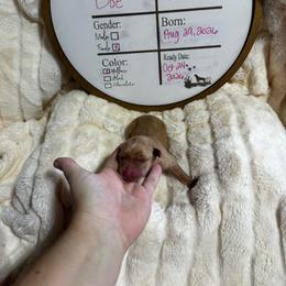 Doe - hot pink collar - Yellow female Labrador Retriever puppy in Troy, South Carolina from Wicked Flyer Retrievers
