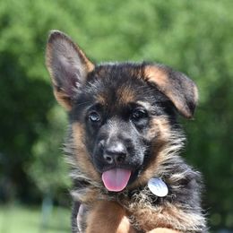 Fiby - Black and red female German Shepherd puppy in Azle, Texas from Nuckol's Canines German Shepherds