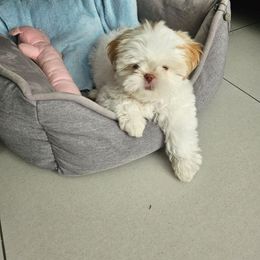 Shih Tzu Puppies from Prescious Shih Tzu’s