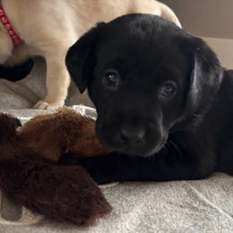 Girl 5 - Star (purple collar) - Labrador Retriever puppy from Front Range Labradors LLC