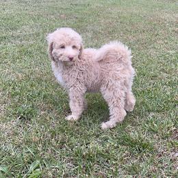 Golden Aussiedoodle and Goldendoodle Puppies from Law Doodles of SC