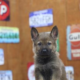 Black collar - Sable male German Shepherd puppy in Philippi, West Virginia from Vom Haus Highlands