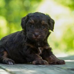 Fynn - Chocolate male Havapoo puppy in Saint Joe, Indiana from Claire's Havapoos