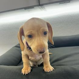 Light purple - Cream female Dachshund puppy in Corona, California from Long Dog Dachshund Pups
