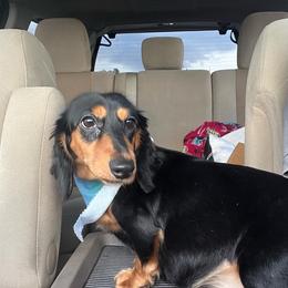 River - Dachshund