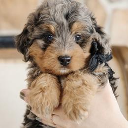'Clove' Black Collar Male - Merle male Bernedoodle puppy in Kamas, Utah from A + E Farms