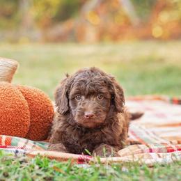 Aussiedoodle Puppies from Dani's Dandy Doodles