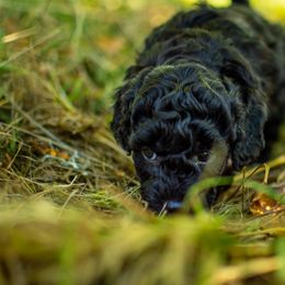 Poodle Puppies from Northwest pets Poodles