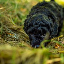 Poodle Puppies from Northwest pets Poodles