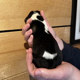 Female 2 - Black brown and white female Basset Hound puppy in Lindley, New York from Hill Top Basset Hounds & Cane Corso