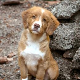 Boy 7 - Red gold male Nova Scotia Duck Tolling Retriever puppy in Guthrie, Oklahoma from Stellar Kennels