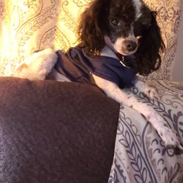 Poodle All Grown Up from M & M Poodles