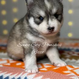 Rizzo - Silver and white female Pomsky puppy in Rossville, Georgia from Scenic City Pomskies