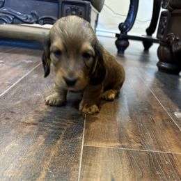 Boy 1 - Chocolate and tan male Dachshund puppy in Farmersville, Texas from Dixie Doxies
