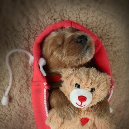 Goldendoodle Puppies from Loving Hearts Goldendoodles