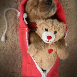 Goldendoodle Puppies from Loving Hearts Goldendoodles