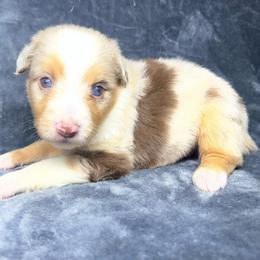 Girl 2 - Red merle female Toy Australian Shepherd puppy in Alabama from SBA Aussies