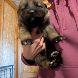 Odom's Sweet Nothings - Sable female German Shepherd puppy in Springtown, Texas from Odom's German Shepherds