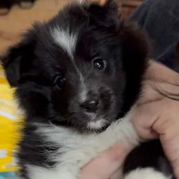 Girl 1 - female Shetland Sheepdog puppy in Zephyrhills, Florida from Highland Shelties & Aussies