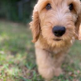 Orange Collar Girl - Assorted Doodle Crosses puppy in Ocala, Florida from Dandy Doodles