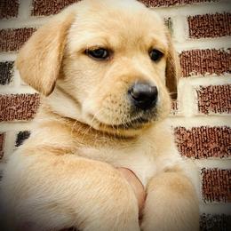 Labrador Retriever Puppies from Highland Labradors