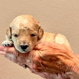 Pink Girl - Cream female Goldendoodle puppy in Kitsap County, Washington from Amazing Grace Doodles