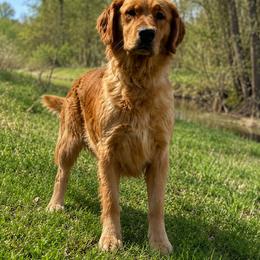 Chloe - Golden Retriever