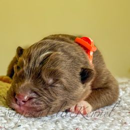 Bubbles - Red and white female Siberian Husky puppy in Tulsa, Oklahoma from EvergreenEliteKennel