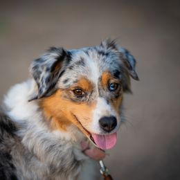 Miniature American Shepherd and Miniature Australian Shepherd All Grown Up from Impression Dogs