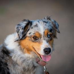 Miniature American Shepherd and Miniature Australian Shepherd All Grown Up from Impression Dogs