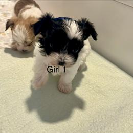 Girl 1 - Black & tan tri-color female Morkie puppy in Ocala, Florida from Hummingbird Fields
