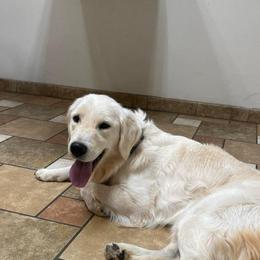 Luna - Light golden female Golden Retriever puppy in Lakeside, Arizona from Tall Pines Goldens