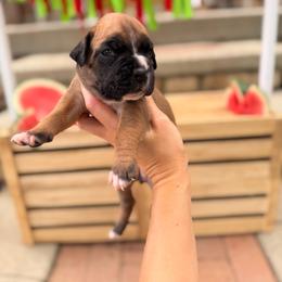 Sunny - Fawn female Boxer puppy in Upper Sandusky, Ohio from Rock Run Homestead