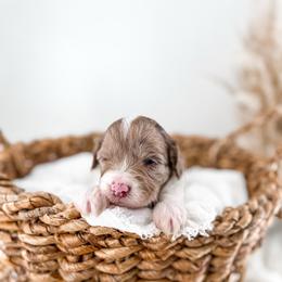 Brewed with love- Breve - Parti male Goldendoodle puppy in Russell Springs, Kentucky from Milk & Honey Doodles