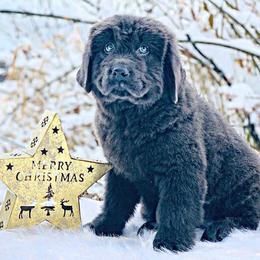 Newfoundland Puppies from Dyer Lake Newfoundland’s