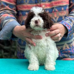 Leo - Brown male Lagotto Romagnolo puppy in Sugar Valley, Georgia from Pinnacle Farm and Kennel