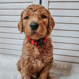 Costco - Red  male Goldendoodle puppy in Everett, Washington from Big Top Doodles