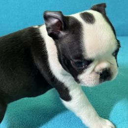 Boston Terrier Puppies from McMiesz