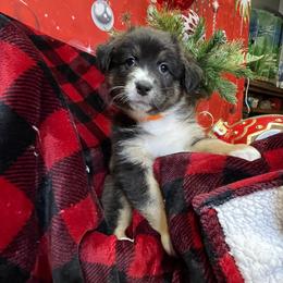 Maya- Orange - Black tri-color female Australian Shepherd puppy in Hayward, California from Grissom’s Aussies