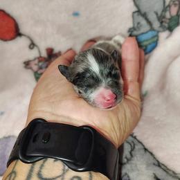 Merry - Blue merle female Pomeranian puppy in Illinois from Maribel Poms