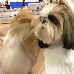 Andi - Shih Tzu