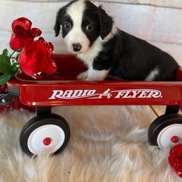 Australian Shepherd, Poodle, and Aussiedoodle Puppies from CW Aussies