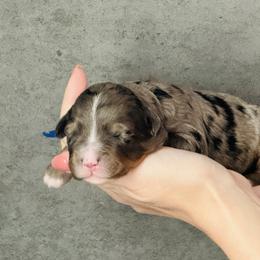 Bramley- Blue Collar Male - Blue merle male Bernedoodle puppy in Katy, Texas from Bluebonnet Bernedoodles of Southeast Texas
