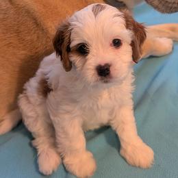 Yellow 'Sunny' - Blenheim female Cavapoo puppy in Newport, North Carolina from Crystal Coast Cavapoodles