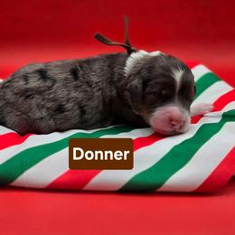Donner- Brown collar - Blue merle male Bernedoodle puppy in Summerville, South Carolina from Channys Doodles