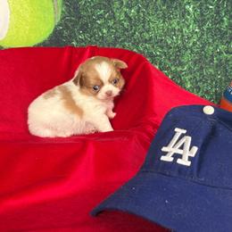 Taco - Fawn and white male Chihuahua puppy in Gloucester, Virginia from Charlotte's Web of Chihuahuas