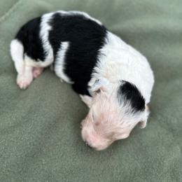 Girl 2 - Black tri-color female Aussiedoodle puppy in Reddick, Florida from Cooper’s Mini Doodles